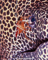 "Eye to Eye"
Cleaner Shrimp on Honeycomb Moray eyeing a ... by Brian Welman 